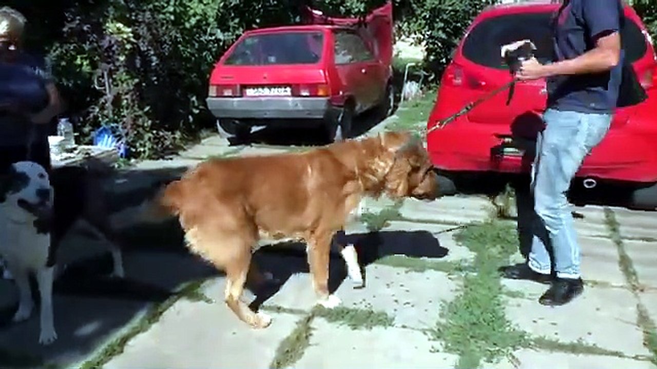 Гигантский алабай Флинт и Гюрза. Вот и познакомились