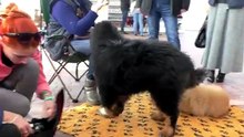 Выставка собак в Одессе 25.03.18 год. Dog Show in Odessa 25_03_18 year