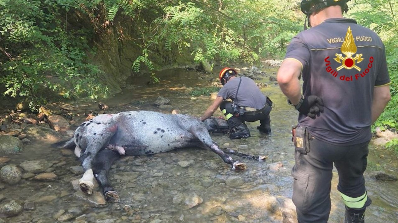 Cavallo cade in un torrente in Mugello, l'intervento dei Vigili del Fuoco per salvarlo