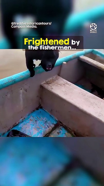 Kind fishermen rescue a helpless drowning monkey rescue animals monkeyrescue