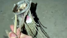 Kind Man Rescues Hedgehog 💕