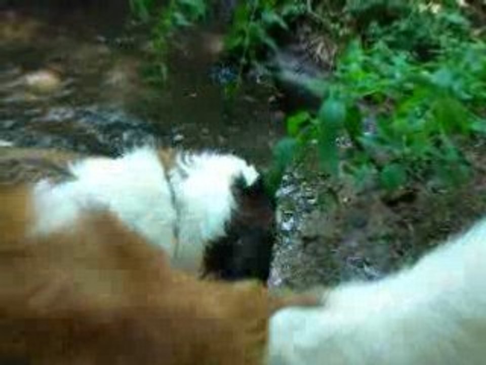 Baignade dans la foret Vol.11