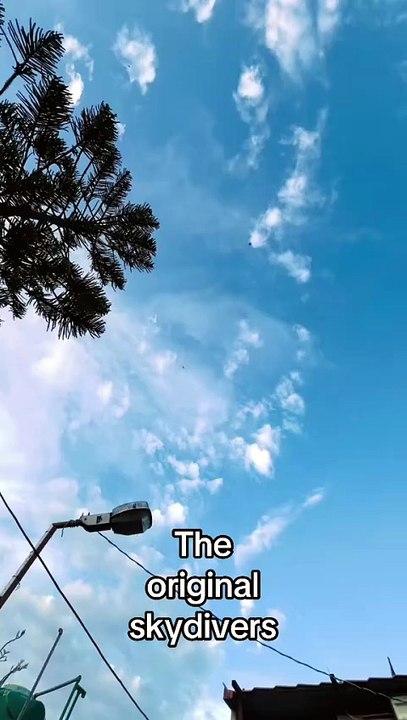Original Skydiver