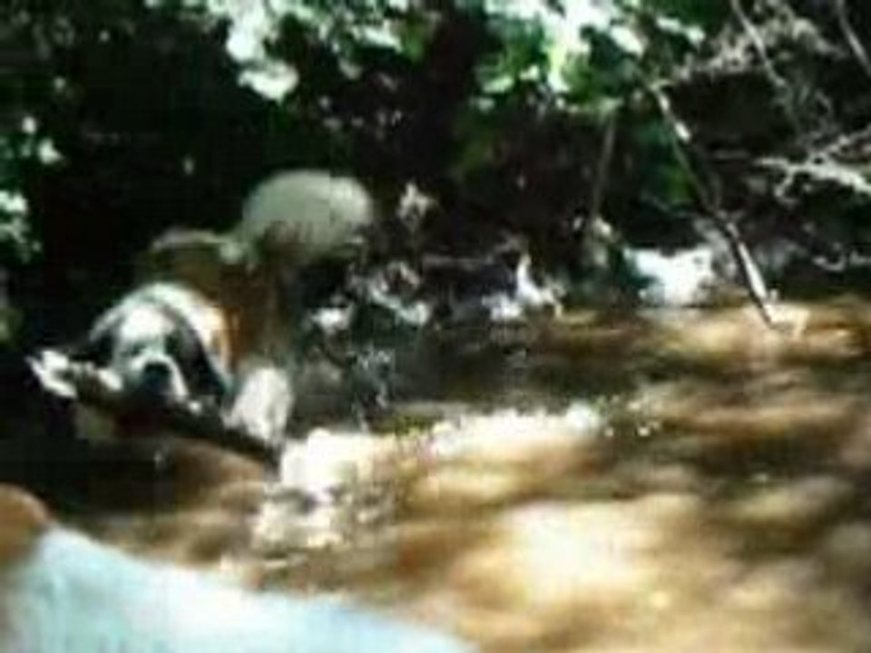 Baignade dans la foret Vol.12