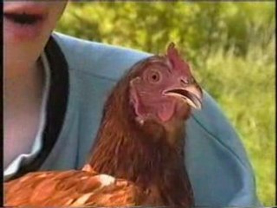 Une poule,deux poulets, un matin d'été.