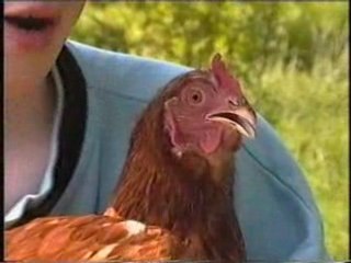 Une poule,deux poulets, un matin d'été.