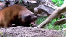 WOLVERINE ─ L'animal le plus féroce du monde ! Combat avec un loup et un cerf