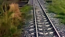 Un conducteur de train sauve une tortue coincée sur la voie ferrée