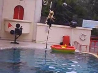 Spectacle des otaries walibi