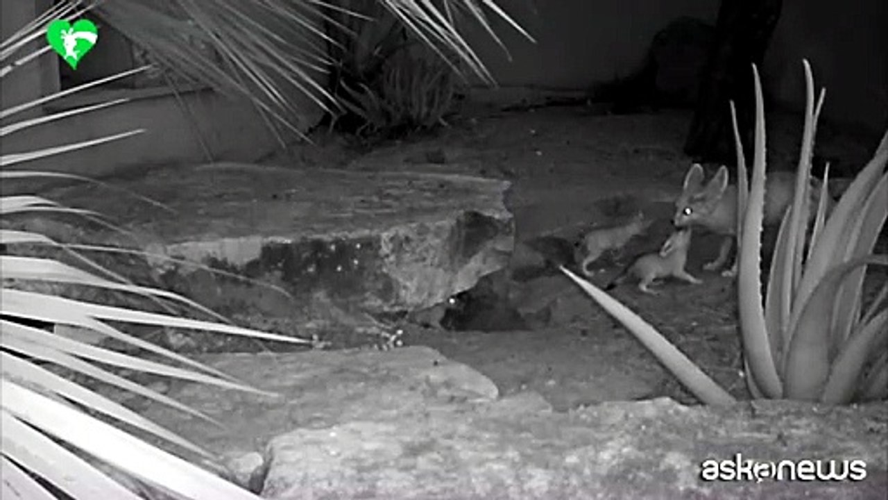 Cinque musetti e dieci maxi orecchie: i 5 cuccioli fennec al Bioparco di Roma