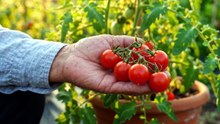 Como Plantar Tomate Cereja em Vaso: Guia Completo do Início à Colheita