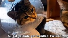Ranking bests (CatSlaps)