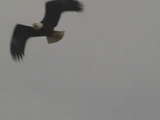 Bald Eagle, Vancouver Harbour