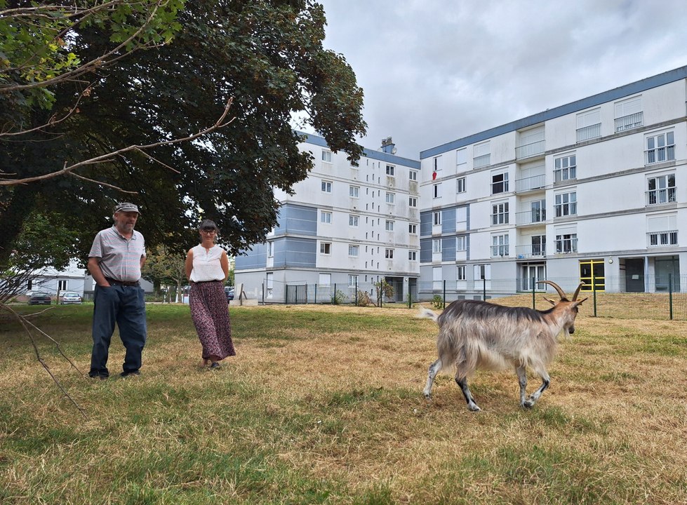 « Poules, lapins, moutons… » Une ferme pédagogique va voir le jour au cœur d’un quartier de Brest