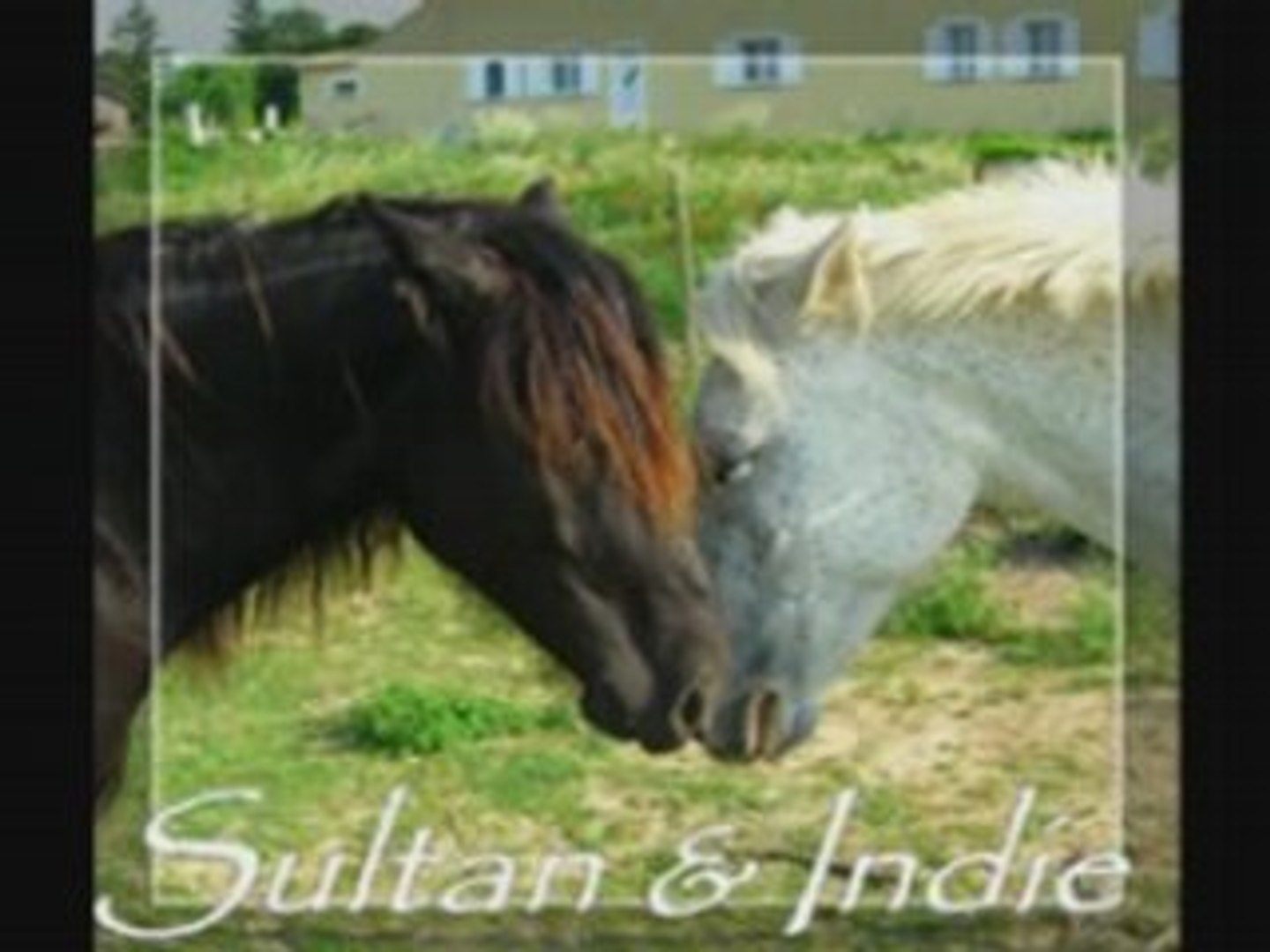 ⁣Sultan et indie