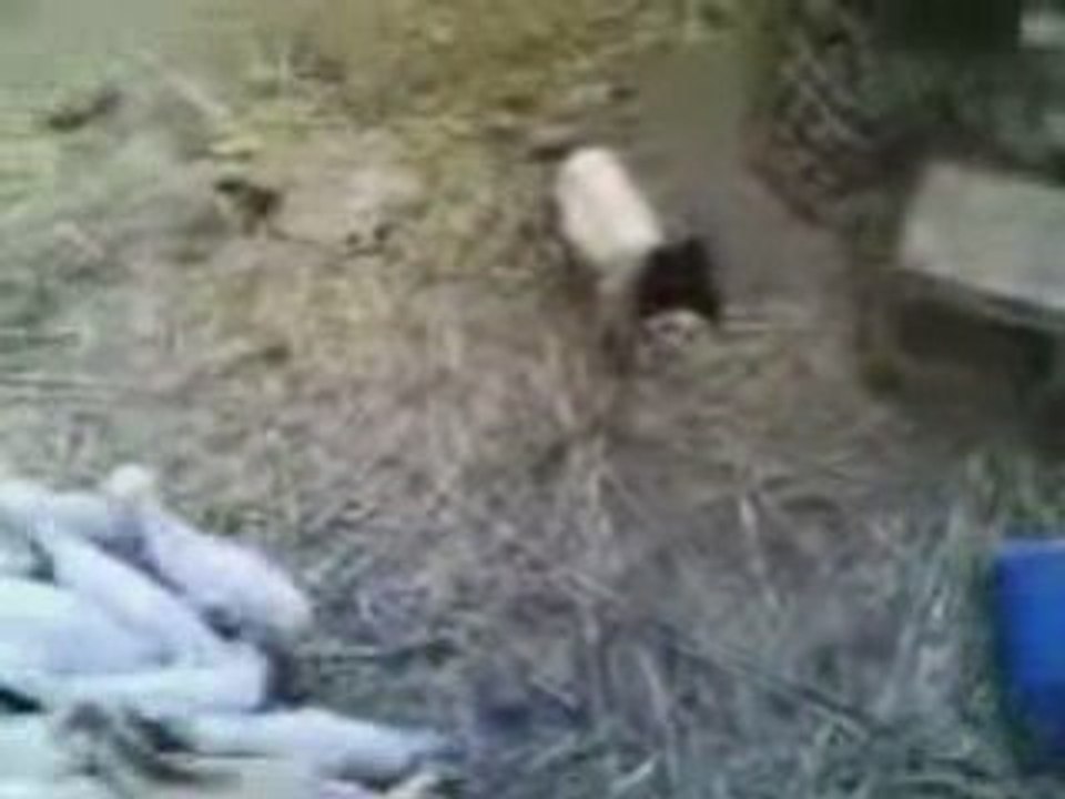 Scarysheep