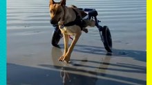 Perrita con discapacidad corre en la playa gracias a una prótesis