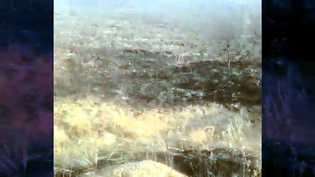 Piden ayuda para llevar alimento a la fauna silvestre afectada por el incendio de La Mierla