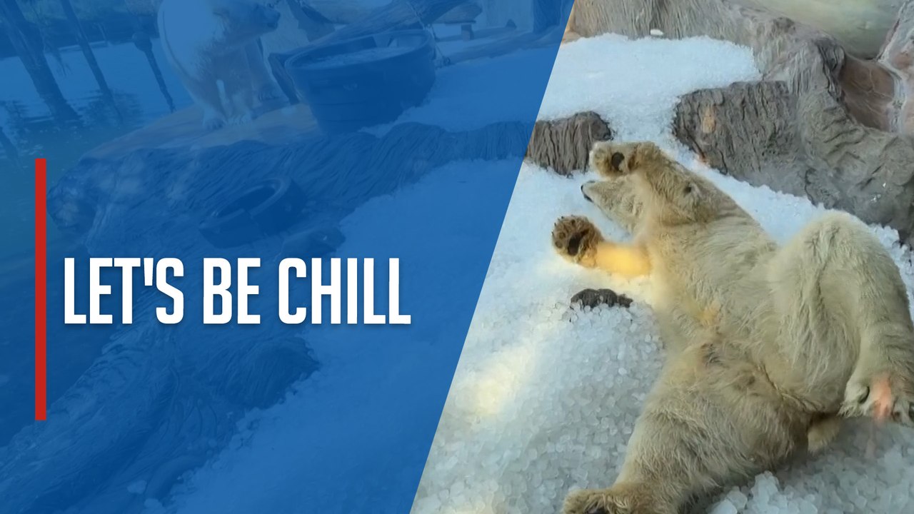 Polar bears chill out as heatwave hits Prague
