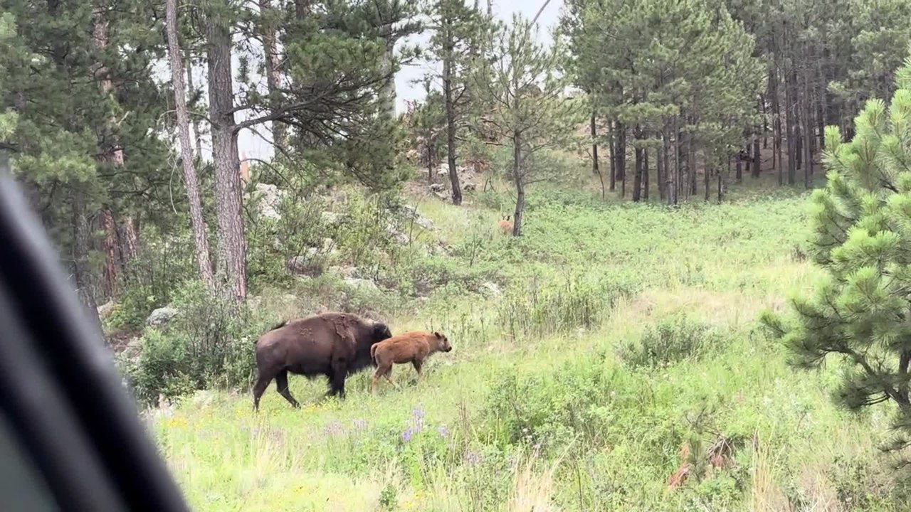 Bison Herd Brings Traffic to a Standstill in Custer State Park