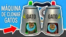 ¡Las ilusiones de gatos que te van a dejar boquiabierto!