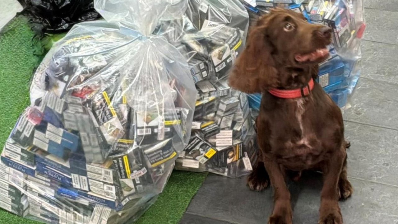 Specialist sniffer dogs help in raid to uncover illegal tobacco in Kent