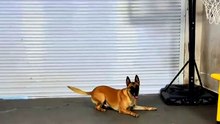 This Dog Deserves a 10/10 For Effort