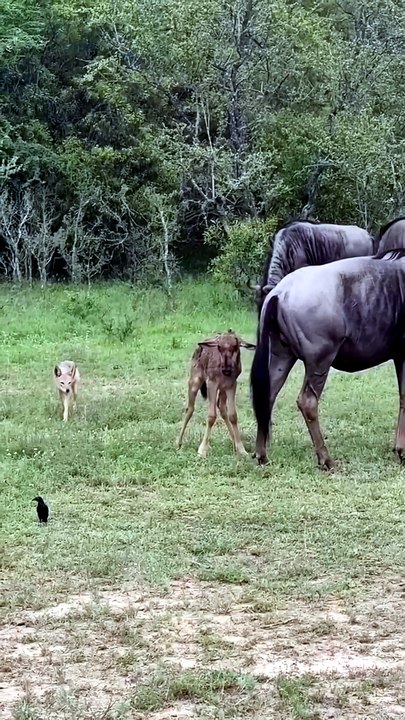 Breathtaking Safari Video Of A Jackal Stalking A Newborn Wildebeest Calf Protected By Its Mother