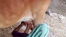 Butifull cow