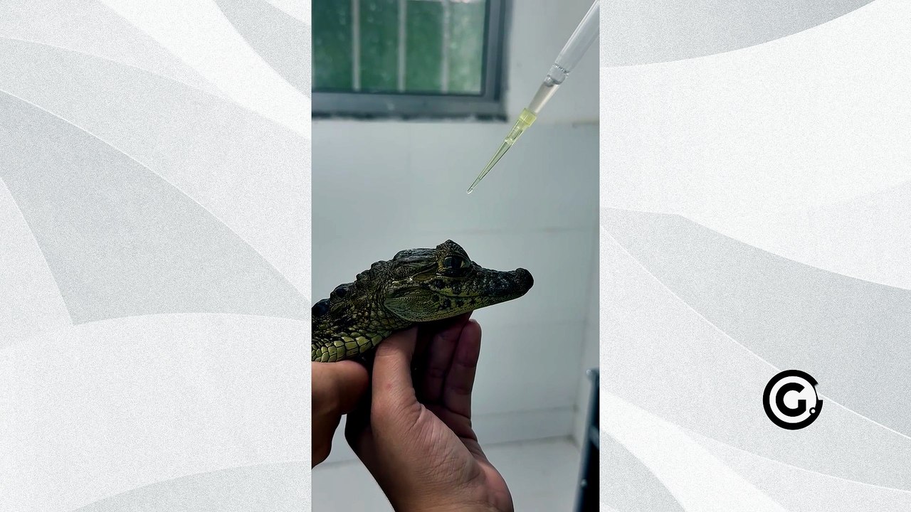 Jacaré recebendo material de réptil encontrado em bueiro