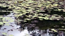 Australasian swamphen 08