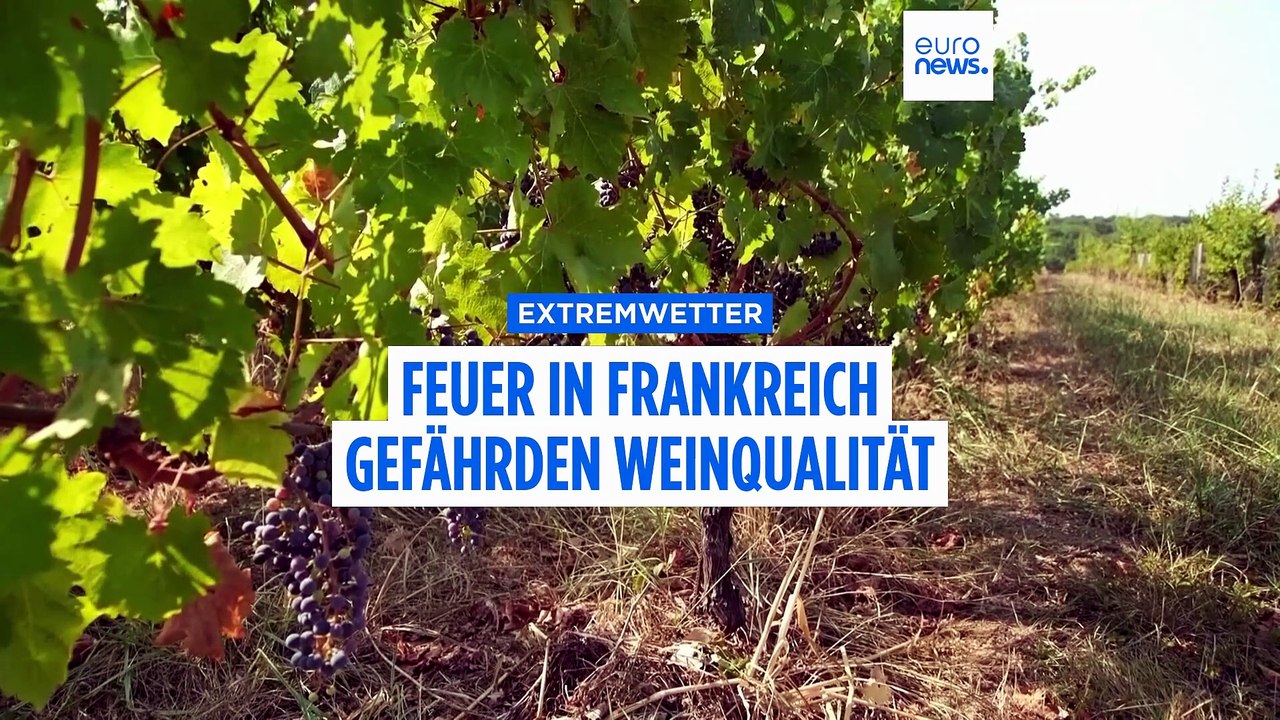 Bordeaux-Wein in Gefahr: Rauch bedroht Ernte der Winzer