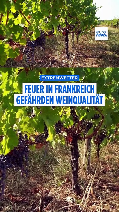 Bordeaux-Wein in Gefahr: Rauch bedroht Ernte der Winzer