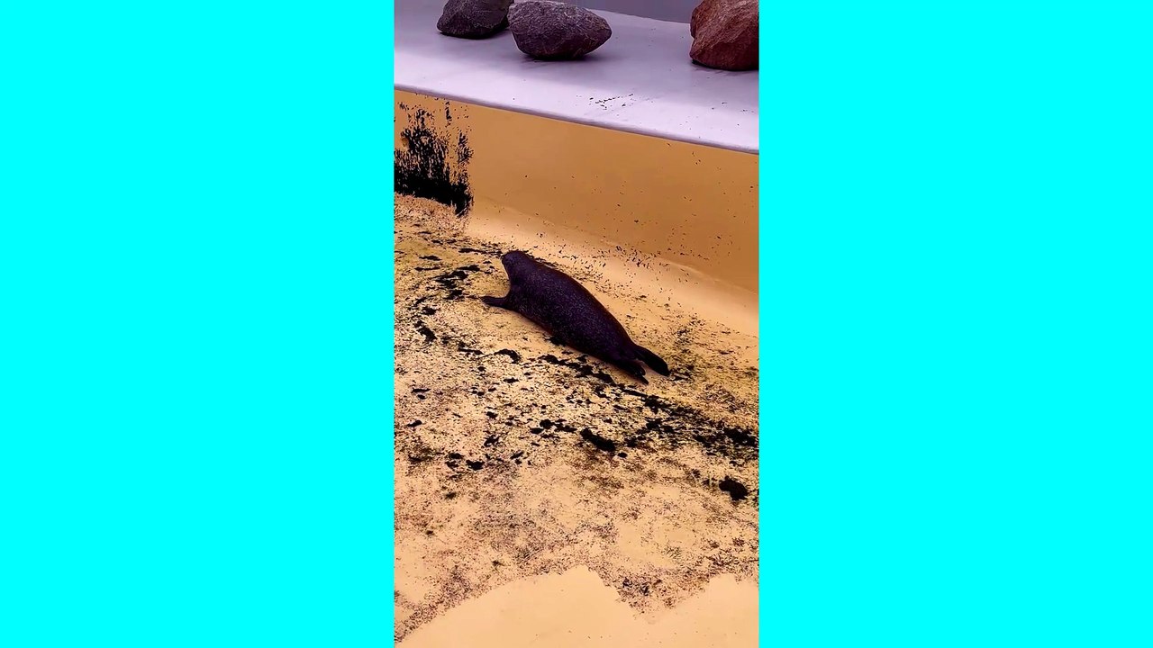 Cute Seal Chilling | Full Video