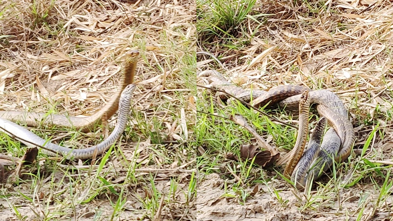 Intense Showdown: Male Rat Snakes Battle for Mating Rights