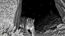 Wild Animal spotted | Like and follow for more