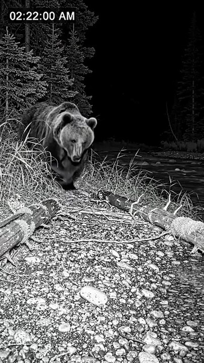 Wild Animal spotted | Like and follow for more