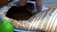 #funny_pets_animals_funny
