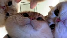 #funny_pets_animals_funny