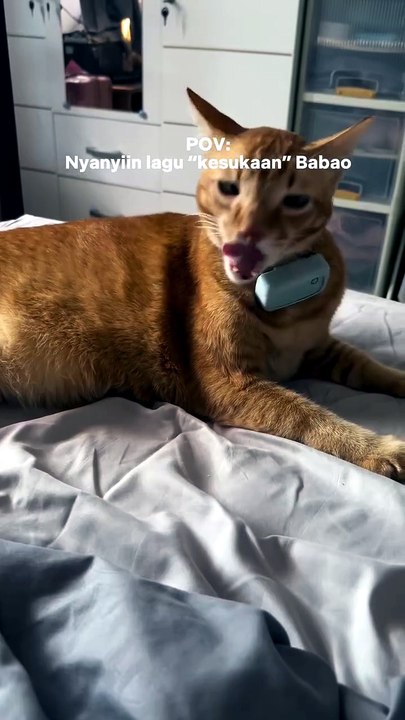 Orange cat 😸😸😸