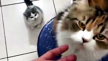 Help me moommmm. .  😸😸😸