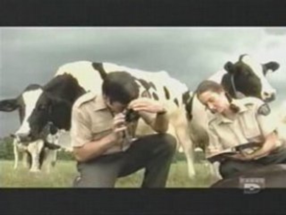 Le mystère des mutilations animal