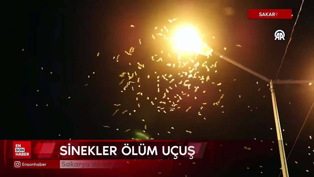 Sakarya'da birgün sinekleri ölüm uçuşu gerçekleştirdi