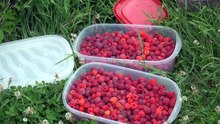 29 JUILLET TOPO MB FRAMBOISES V2