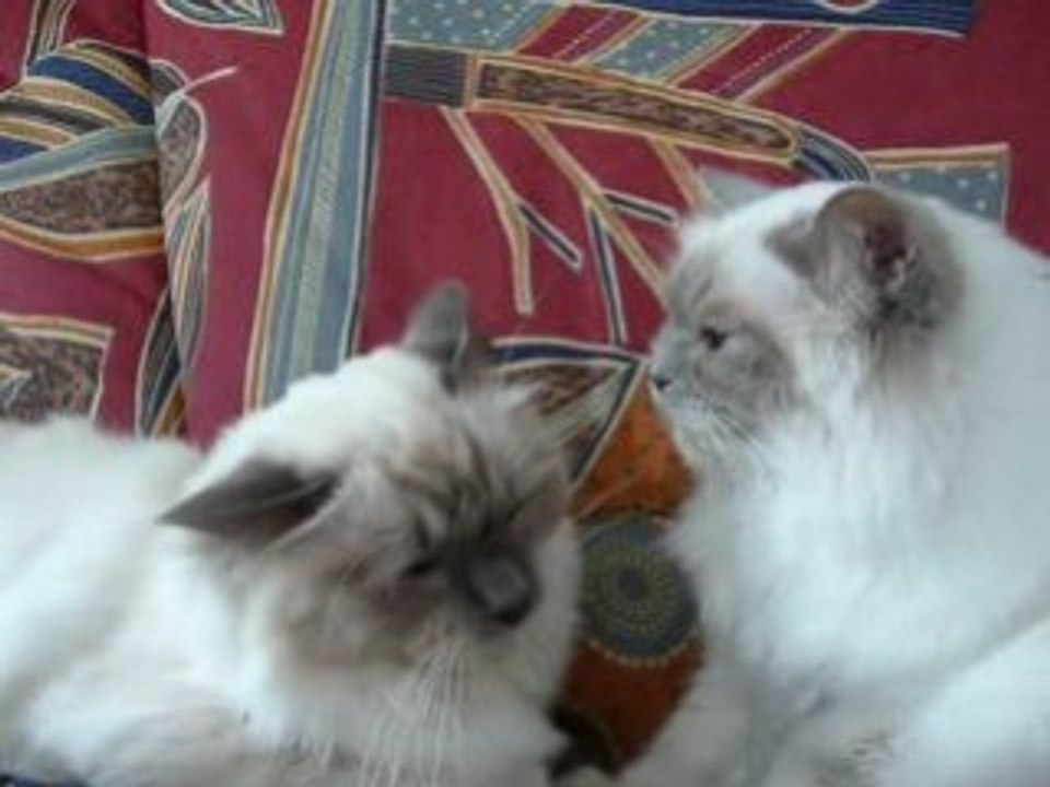 Non je ne suis pas une petite chipie