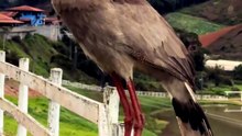 Wonderful Sounds of Nature.