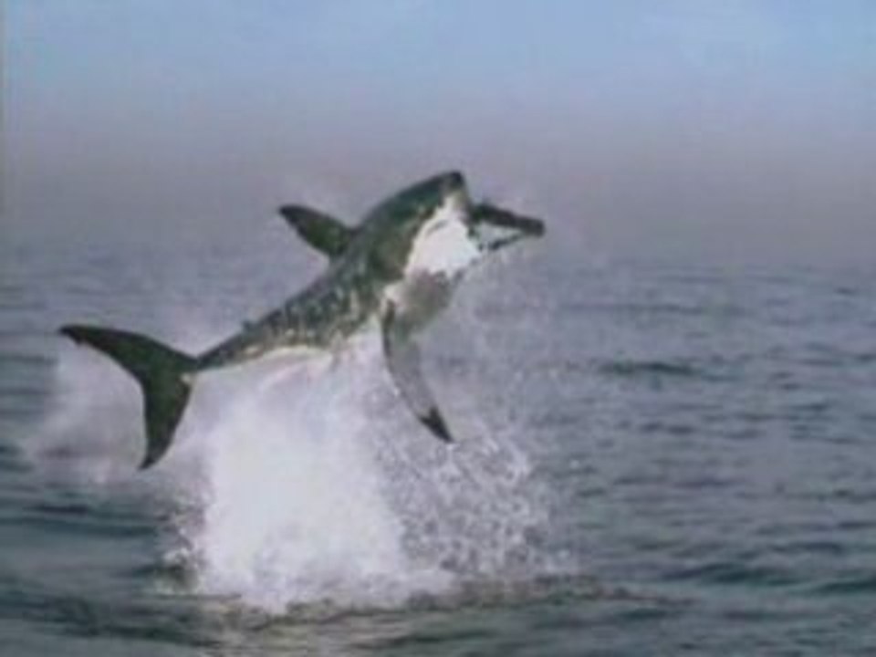 REQUIN VOLANT