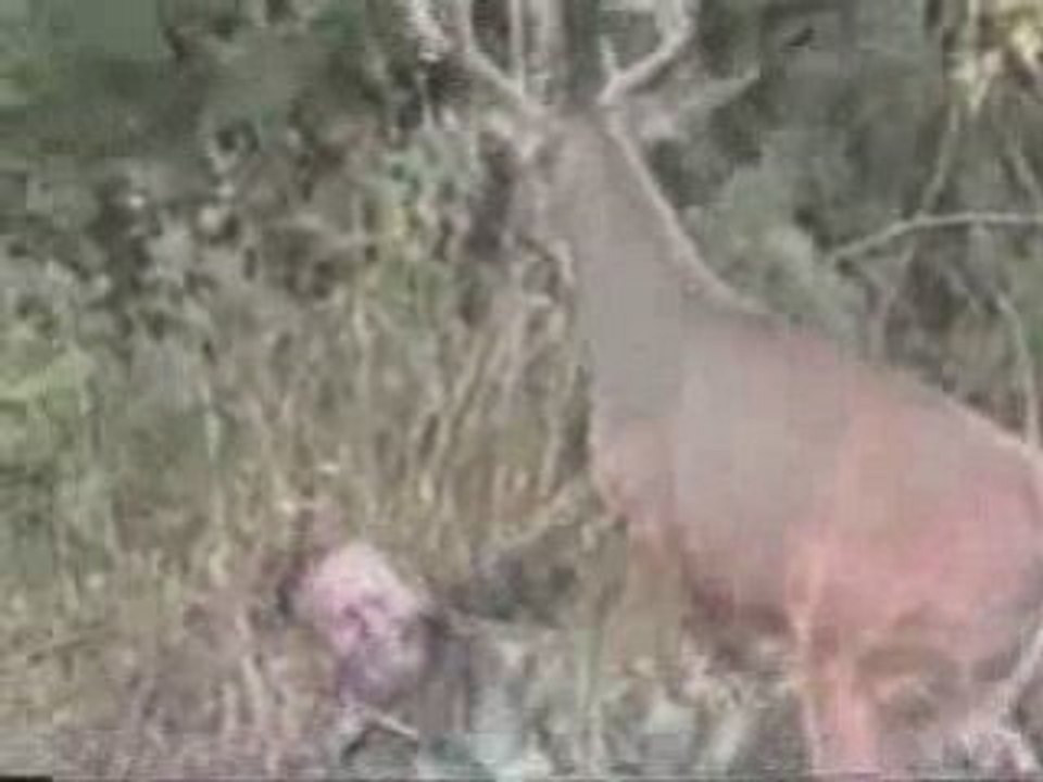 Chasseur vs cerf