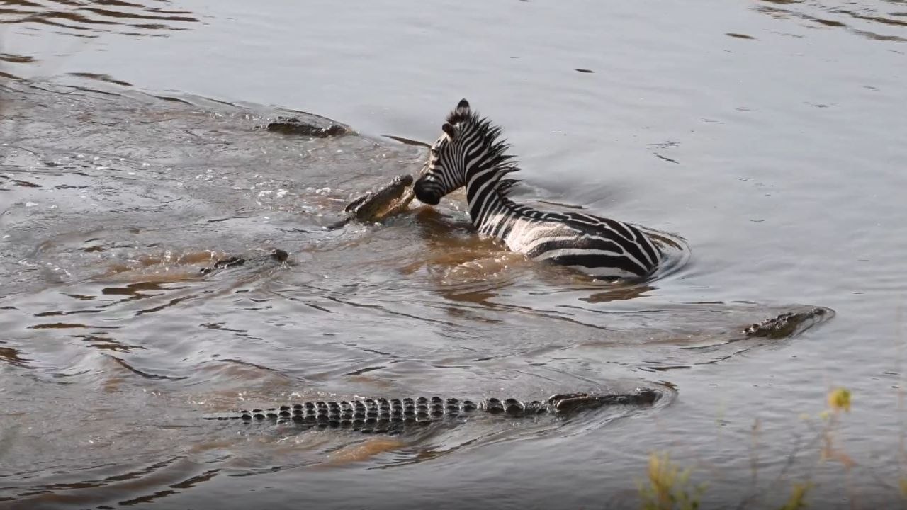 Terrifying Moment: Zebra Encircled by Crocodiles in the Wild