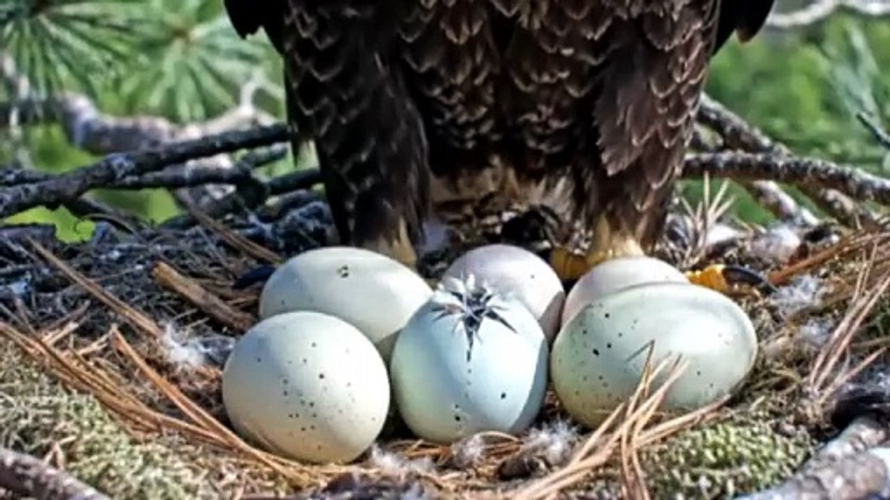 BALD EAGLES